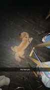 cclaire.bbear1 Altpins Profile Picture