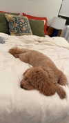 cclaire.bbear1 Altpins Profile Picture