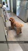 cclaire.bbear1 Altpins Profile Picture