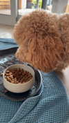 cclaire.bbear1 Altpins Profile Picture