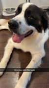 cclaire.bbear1 Altpins Profile Picture