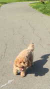 cclaire.bbear1 Altpins Profile Picture
