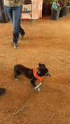 cclaire.bbear1 Altpins Profile Picture