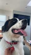 cclaire.bbear1 Altpins Profile Picture