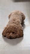 cclaire.bbear1 Altpins Profile Picture