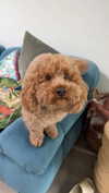 cclaire.bbear1 Altpins Profile Picture