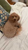 cclaire.bbear1 Altpins Profile Picture