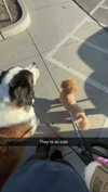 cclaire.bbear1 Altpins Profile Picture