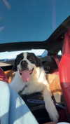 cclaire.bbear1 Altpins Profile Picture