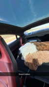 cclaire.bbear1 Altpins Profile Picture