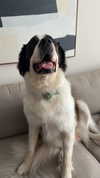 cclaire.bbear1 Altpins Profile Picture