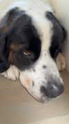 cclaire.bbear1 Altpins Profile Picture