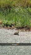 cclaire.bbear1 Altpins Profile Picture