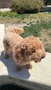 cclaire.bbear1 Altpins Profile Picture
