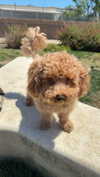 cclaire.bbear1 Altpins Profile Picture