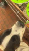 cclaire.bbear1 Altpins Profile Picture