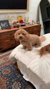 cclaire.bbear1 Altpins Profile Picture