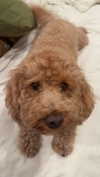 cclaire.bbear1 Altpins Profile Picture