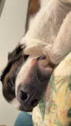 cclaire.bbear1 Altpins Profile Picture