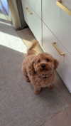 cclaire.bbear1 Altpins Profile Picture