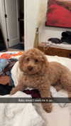 cclaire.bbear1 Altpins Profile Picture