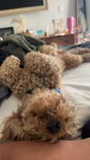 cclaire.bbear1 Altpins Profile Picture
