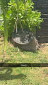 cclaire.bbear1 Altpins Profile Picture