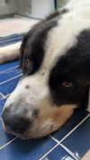 cclaire.bbear1 Altpins Profile Picture