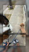 cclaire.bbear1 Altpins Profile Picture
