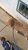cclaire.bbear1 Altpins Profile Picture