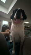 cclaire.bbear1 Altpins Profile Picture