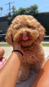 cclaire.bbear1 Altpins Profile Picture