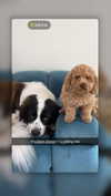 cclaire.bbear1 Altpins Profile Picture