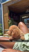 cclaire.bbear1 Altpins Profile Picture