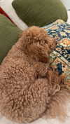 cclaire.bbear1 Altpins Profile Picture