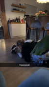 cclaire.bbear1 Altpins Profile Picture