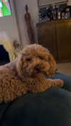 cclaire.bbear1 Altpins Profile Picture