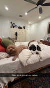 cclaire.bbear1 Altpins Profile Picture