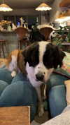 cclaire.bbear1 Altpins Profile Picture