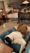 cclaire.bbear1 Altpins Profile Picture
