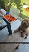 cclaire.bbear1 Altpins Profile Picture