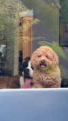 cclaire.bbear1 Altpins Profile Picture