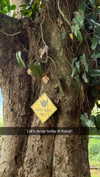 cclaire.bbear1 Altpins Profile Picture