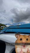 cclaire.bbear1 Altpins Profile Picture
