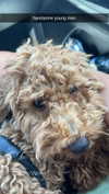 cclaire.bbear1 Altpins Profile Picture