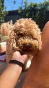 cclaire.bbear1 Altpins Profile Picture