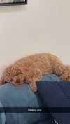 cclaire.bbear1 Altpins Profile Picture