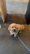 cclaire.bbear1 Altpins Profile Picture