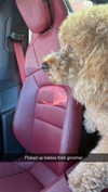 cclaire.bbear1 Altpins Profile Picture