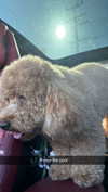 cclaire.bbear1 Altpins Profile Picture